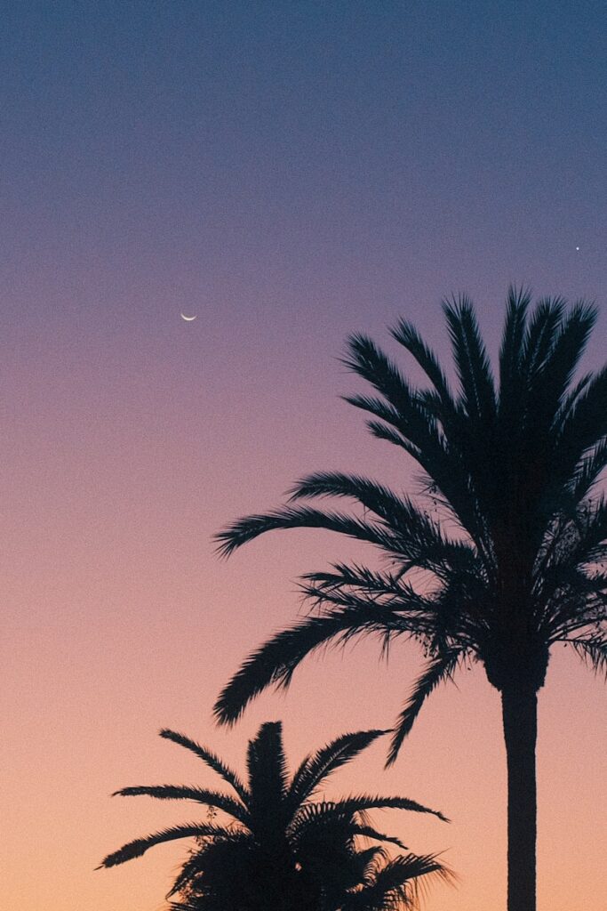 A couple of palm trees sitting next to each other